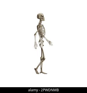 Rappresentazione realistica della vista laterale dell'intero corpo dello scheletro umano Illustrazione Vettoriale