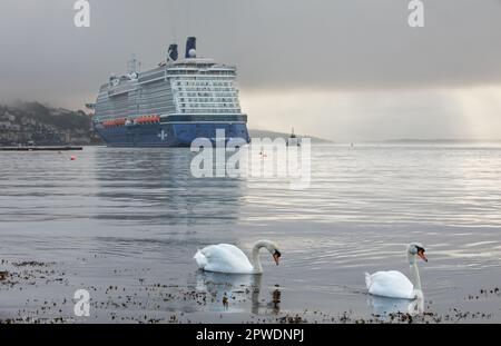 Cobh, Cork, Irlanda. 30th aprile 2023. I cigni nuotano vicino alla riva mentre la nave da crociera Celebrity Silhouette esegue una manovra di svolta prima di attraccare alla banchina d'acqua profonda a Cobh, Co. Cork, Irlanda. - Credit; David Creedon / Alamy Live News Foto Stock