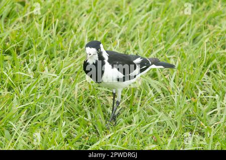 Magpie-lark, Grallina cyanoleuca a Darwin, NT, Australia Foto Stock