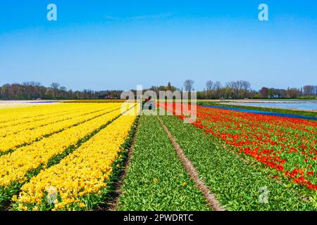 Coltivatore su una macchina di mietitrebbia raccoglie tulipani fiorenti su un campo in Lisse. Olanda Foto Stock