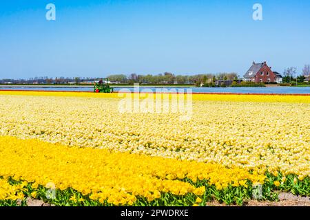 Coltivatore su una macchina di mietitrebbia raccoglie tulipani fiorenti su un campo in Lisse. Olanda Foto Stock