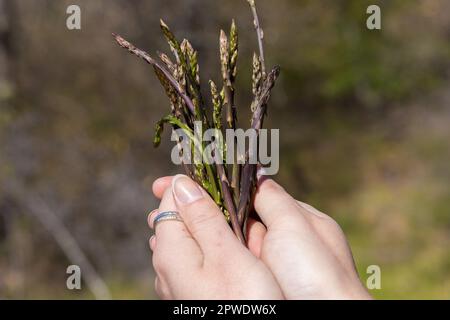 La raccolta di asparagi spara Istra, Croazia Foto Stock