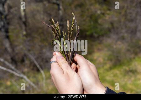 La raccolta di asparagi spara Istra, Croazia Foto Stock