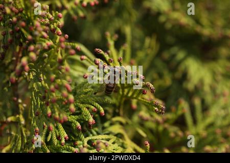 Un'ape su un ramo di tuja con piccoli fiori Foto Stock