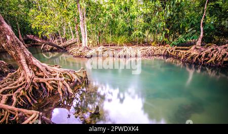 Alberi di mangrovie nelle foreste di mangrovie con le radici giù all'acqua in Thailandia di Krabi Foto Stock
