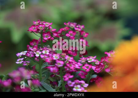 Fioritura di fiore rosa Lobularia maritima Foto Stock