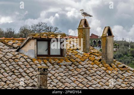 Un gabbiano su un camino degli antichi tetti di tegole rosse del centro storico di Marta, Italia Foto Stock