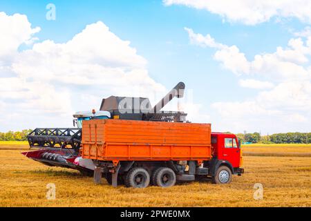 La mietitrebbiatrice scarica la granella raccolta di grano maturo nella parte posteriore di un autocarro. Raccolta nel campo agricolo. Foto Stock