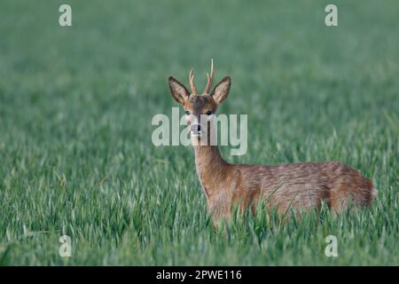 A Roebuck Roe Deer su terreni agricoli a Witchford in Cambridgeshire Inghilterra, maggio 2023 Foto Stock