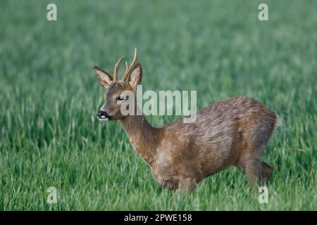 A Roebuck Roe Deer su terreni agricoli a Witchford in Cambridgeshire Inghilterra, maggio 2023 Foto Stock