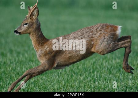 A Roebuck Roe Deer su terreni agricoli a Witchford in Cambridgeshire Inghilterra, maggio 2023 Foto Stock