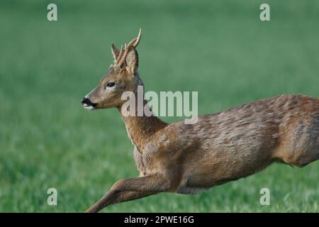 A Roebuck Roe Deer su terreni agricoli a Witchford in Cambridgeshire Inghilterra, maggio 2023 Foto Stock