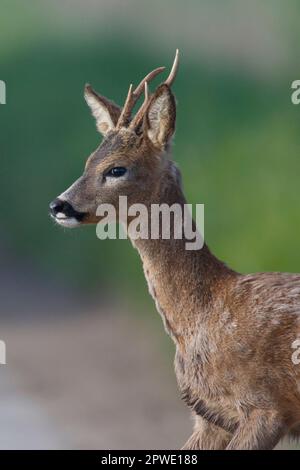 A Roebuck Roe Deer su terreni agricoli a Witchford in Cambridgeshire Inghilterra, maggio 2023 Foto Stock