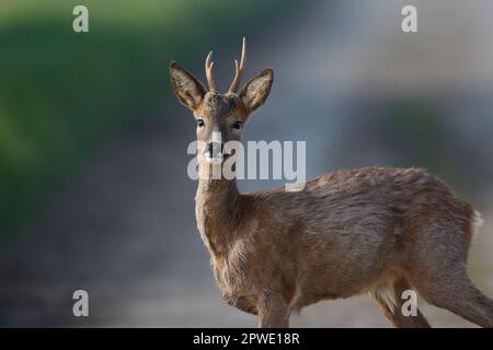 A Roebuck Roe Deer su terreni agricoli a Witchford in Cambridgeshire Inghilterra, maggio 2023 Foto Stock