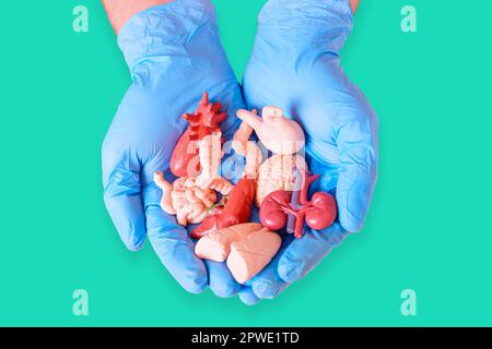 Il paio di mani che indossano guanti chirurgici blu tengono in mano modelli anatomici miniaturizzati di organi umani essenziali. Medicina, anatomia, salute e donazioni correlate Foto Stock