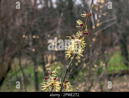 Fiore di Hazel Strega arbusto, Hamamelis virginiana all'inizio della primavera. Hamamelis ha splendidi fiori gialli all'inizio della primavera. Foto Stock