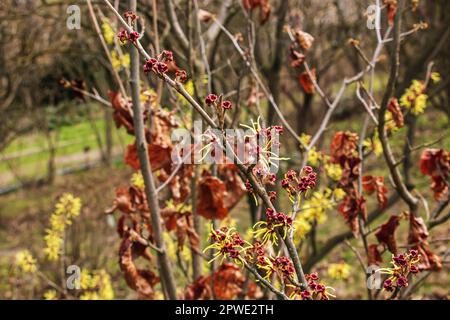 Fiore di Hazel Strega arbusto, Hamamelis virginiana all'inizio della primavera. Hamamelis ha splendidi fiori gialli all'inizio della primavera. Foto Stock