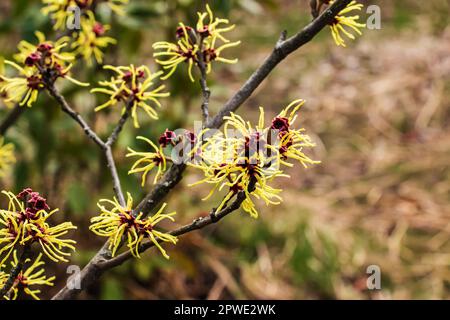 Fiore di Hazel Strega arbusto, Hamamelis virginiana all'inizio della primavera. Hamamelis ha splendidi fiori gialli all'inizio della primavera. Foto Stock