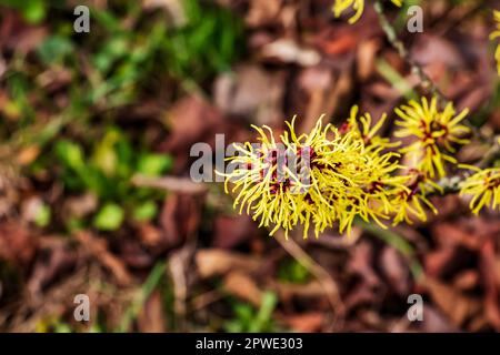 Fiore di Hazel Strega arbusto, Hamamelis virginiana all'inizio della primavera. Hamamelis ha splendidi fiori gialli all'inizio della primavera. Foto Stock