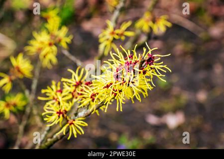 Fiore di Hazel Strega arbusto, Hamamelis virginiana all'inizio della primavera. Hamamelis ha splendidi fiori gialli all'inizio della primavera. Foto Stock