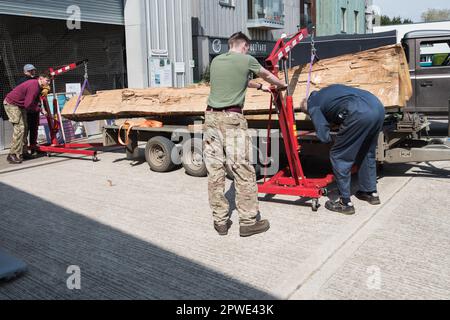 Legname di quercia tinto fuori di un rimorchio utilizzando gru paranchi è portato nel Longshed a Woodbridge, Suffolk per essere scavato e utilizzato nella costruzione della replica longship. Foto Stock