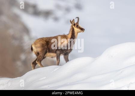 Antilope di capra (Rupicapra rupicapra) nella neve dei Pirenei spagnoli. Fauna selvatica scena della natura in Europa. Foto Stock