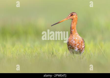 Majestic nero-tailed Godwit (Limosa limosa) wader uccello guardando nella telecamera. Questa specie è di allevamento in olandese aree costiere. Circa la metà del Foto Stock