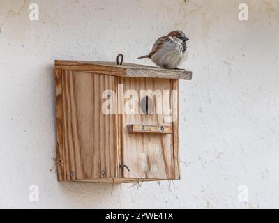 Passero di casa (Passer domesticus) allevamento in una nestbox. Questo è abbastanza insolito per questa specie. Normalmente alleverà cavità e crepacci in costruzione Foto Stock