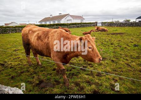 mucche con vitelli in un piccolo campo di allevamento nella contea di galway, repubblica d'irlanda Foto Stock