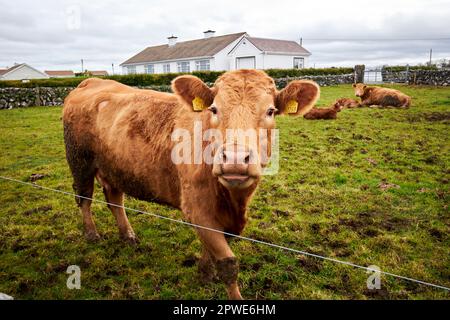 mucche con vitelli in un piccolo campo di allevamento nella contea di galway, repubblica d'irlanda Foto Stock