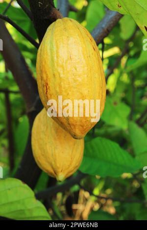 Primo piano dei frutti di cacao chiamati cacao Pod che maturano sul loro albero Foto Stock