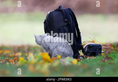 Primo piano di un gatto carino che si nasconde dietro uno zaino. Foto Stock