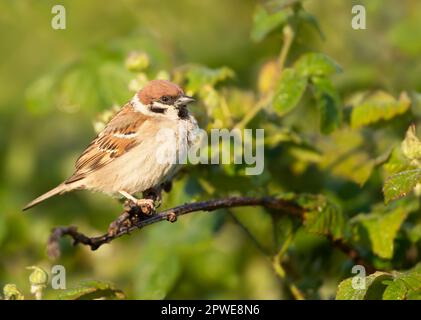 Primo piano di un passero di alberi eurasiatici arroccato su un ramo di arbusto, Regno Unito. Foto Stock