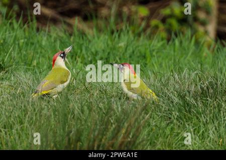 Picus viridis, picus viridis, picchio verde europeo e maschio, su erba. Foto di Amanda Rose/Alamy Foto Stock