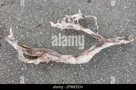 Un grande e crudo driftwood con forma e dimensioni uniche Foto Stock