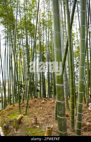 Kyoto, Giappone - Aprile 1st 2019; Bamboo boschetto di Kodai-ji tempio Foto Stock