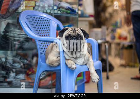Un bulldog francese si trova su una sedia di plastica con uno sguardo serio sul suo volto. Foto Stock