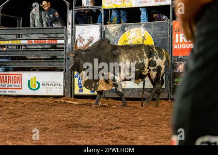 Itaja, Goias, Brasile - 04 21 2023: bull in un evento di equitazione toro in un'arena Foto Stock