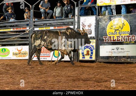 Itaja, Goias, Brasile - 04 21 2023: bull in un evento di equitazione toro in un'arena Foto Stock