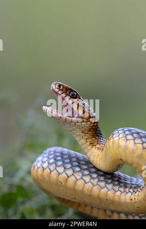 Caspian Whipsnake Foto Stock