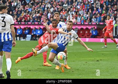 Goalchance Serge GNABRY (FC Bayern Monaco), azione, duelli contro Tolga CIGERCI (Hertha BSC). Calcio 1st Bundesliga stagione 2022/2023, 30th matchday, matchday30, FC Bayern Monaco di Baviera -Herthha BSC Berlino il 30th aprile 2023, ALLIANZAREN A. ? Foto Stock