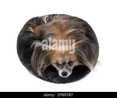 Papillon cane davanti a uno sfondo bianco Foto Stock