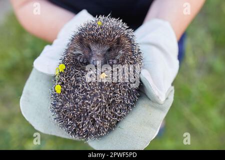 Un curvò riccio mantenuta nelle mani nei guanti di protezione. Foto Stock