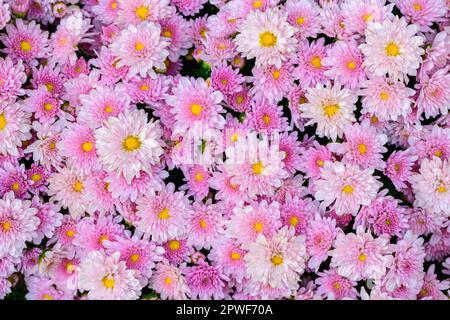 Bello sfondo rosa crisantemo, vista dall'alto e concetto di fiore Foto Stock