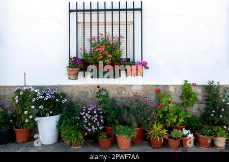 Molti vasi di fiori sotto una finestra Foto Stock