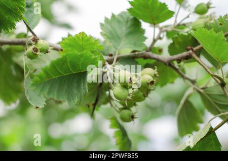 Giovani frutti verdi di biancospino su un ramo. Biancospino non maturo. Concetto di giardinaggio Foto Stock
