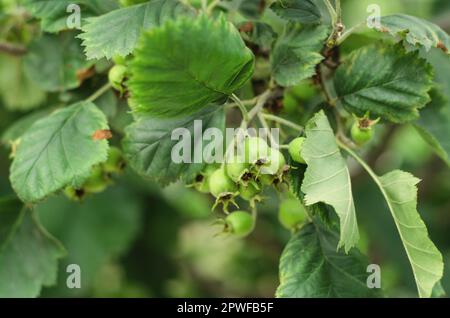 Giovani frutti verdi di biancospino su un ramo. Biancospino non maturo. Concetto di giardinaggio Foto Stock