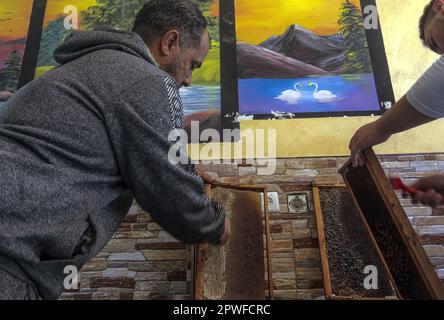 Gaza, Palestina. 28th Apr, 2023. Un uomo palestinese lavora in un apiario raccogliendo miele da alveari durante la stagione di raccolta annuale, nella città di Beit Hanoun nella striscia di Gaza settentrionale. (Foto di Mahmoud Issa/SOPA Images/Sipa USA) Credit: Sipa USA/Alamy Live News Foto Stock