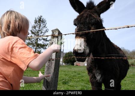 Un ragazzo vicino a un asino dietro un filo spinato. Interazione tra bambino e animale. Foto Stock
