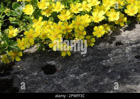 Fiori gialli luminosi di una primavera cinquefoil si estendono in un percorso di giardino roccioso, spazio copia, vista dall'alto Foto Stock